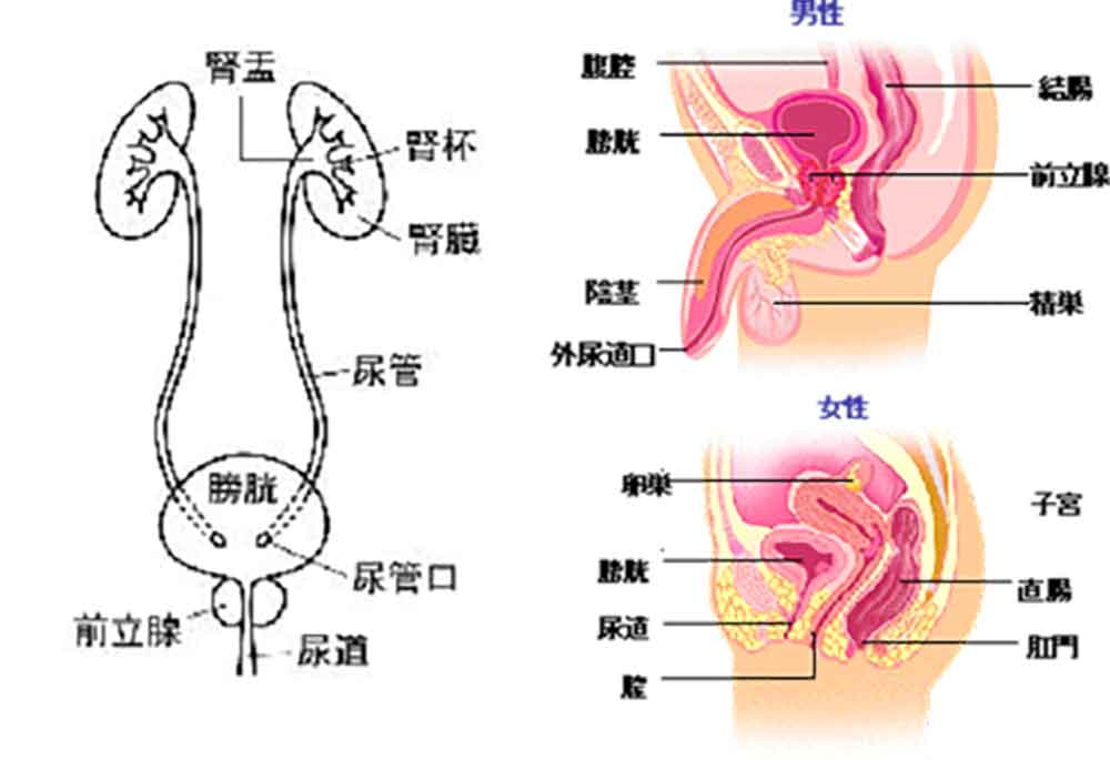 膀胱がんの治療について | 泌尿器科 | 医療法人社団實理会 東京国際