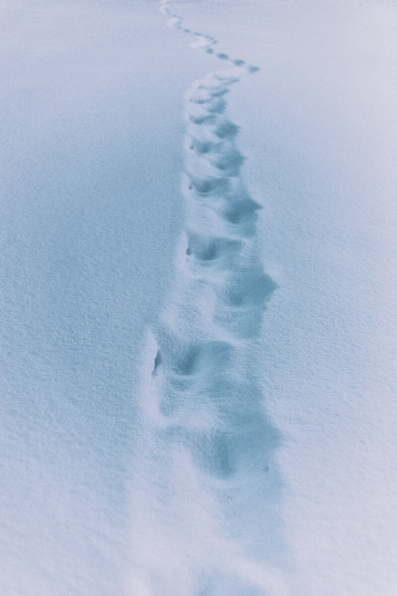 trail in snow